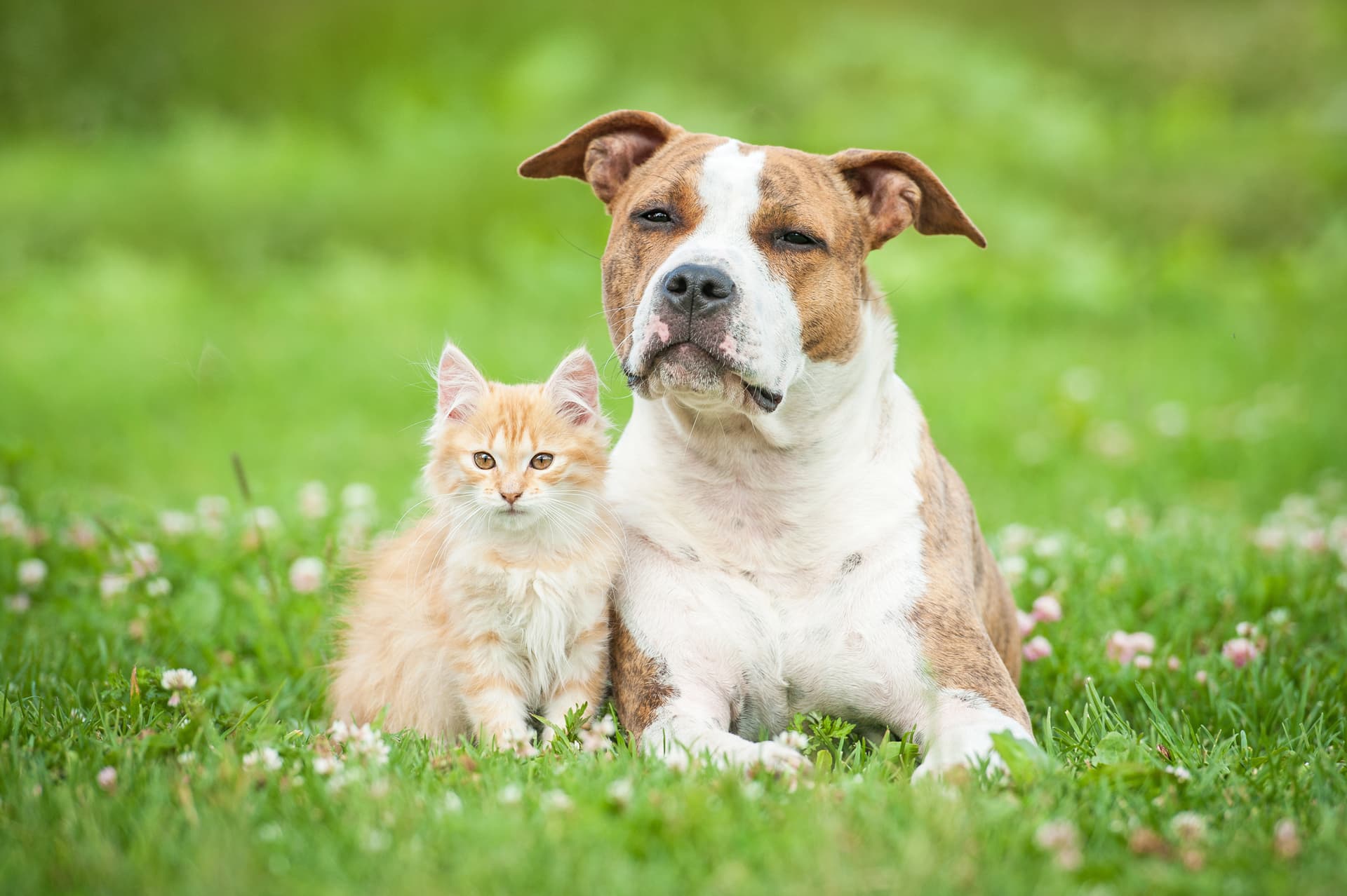 Clínica veterinaria y tienda especializada en Oleiros