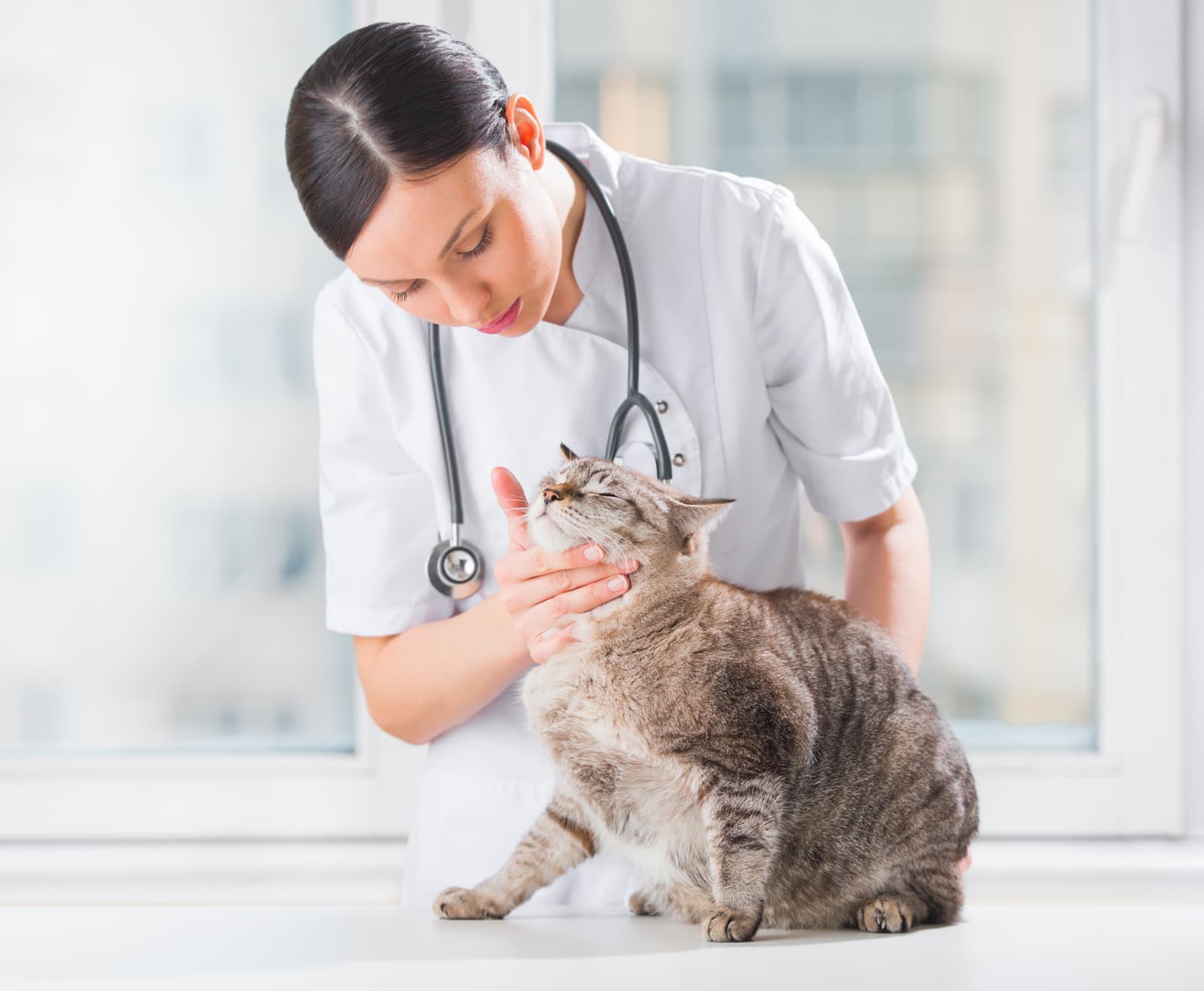 Los mejores servicios de veterinaria en Oleiros